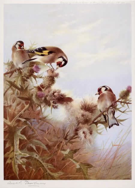Archibald Thorburn Goldfinches on Thistles